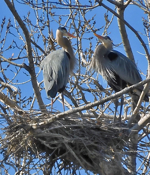 Great Blue Herons rookery