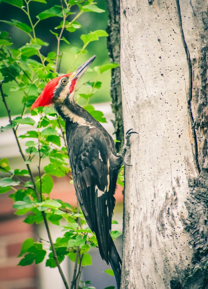 Wonderful winter woodpeckers