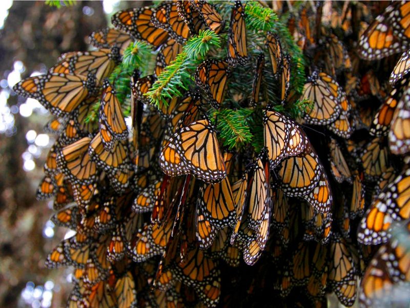 Love those monarchs