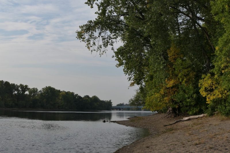 Trees along our Mississippi