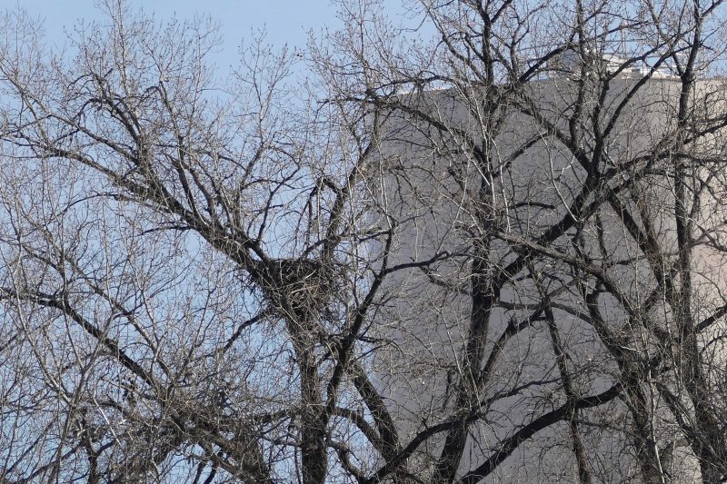 The majestic bald eagle