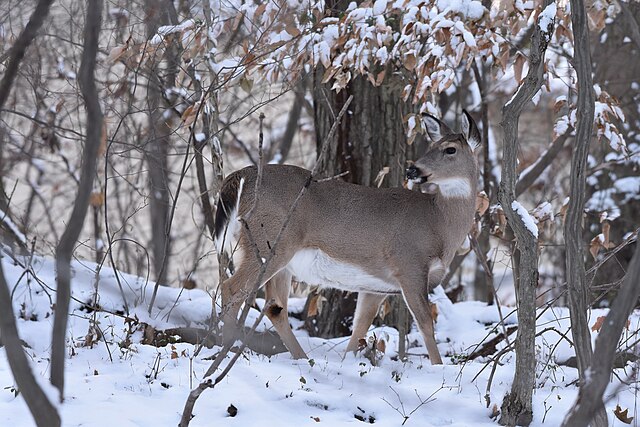 Deer spotting