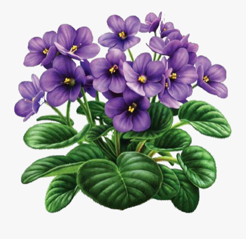 Try African violets for indoor color